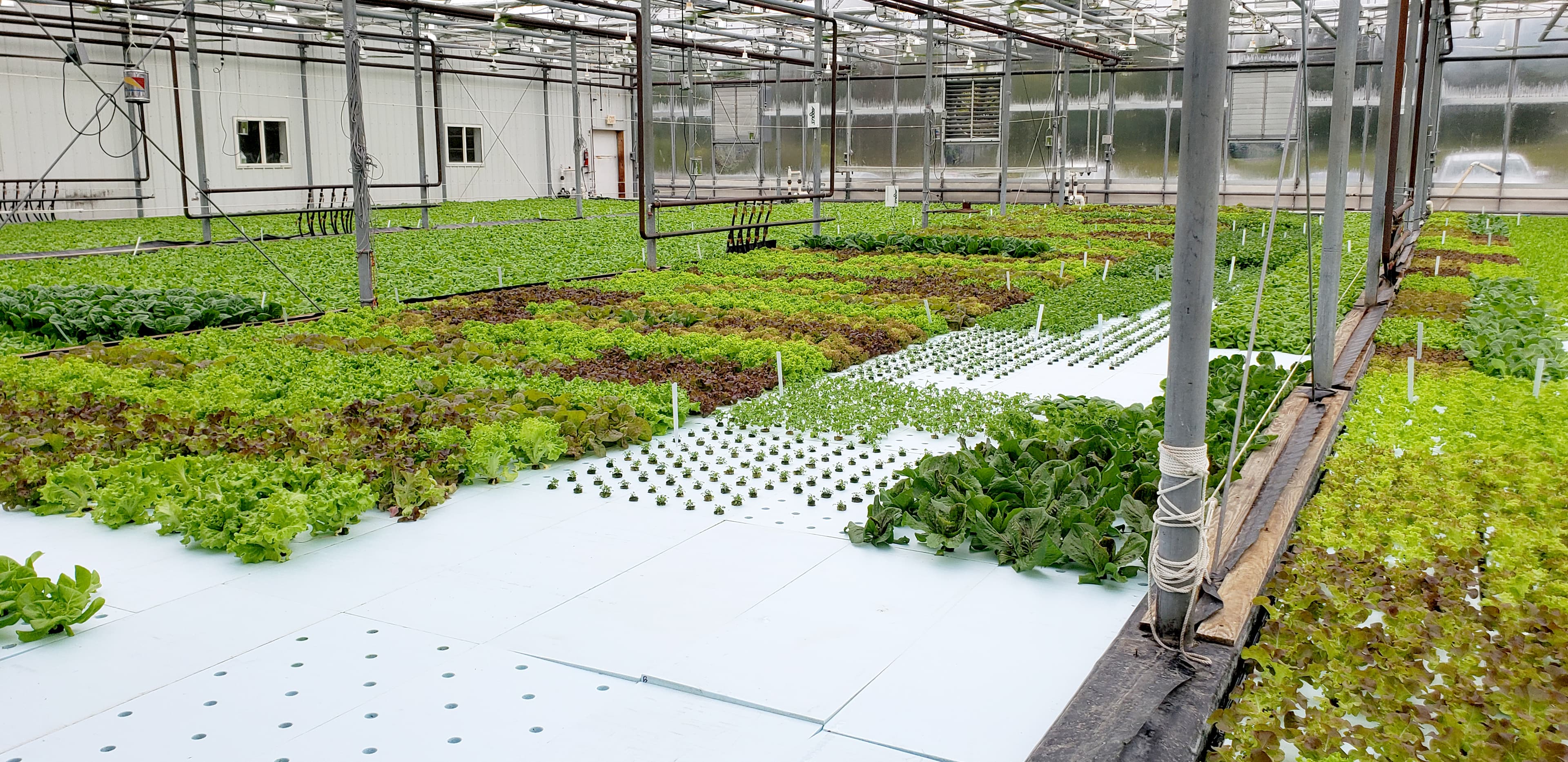 Inside our 8,000 sqft glass greenhouse