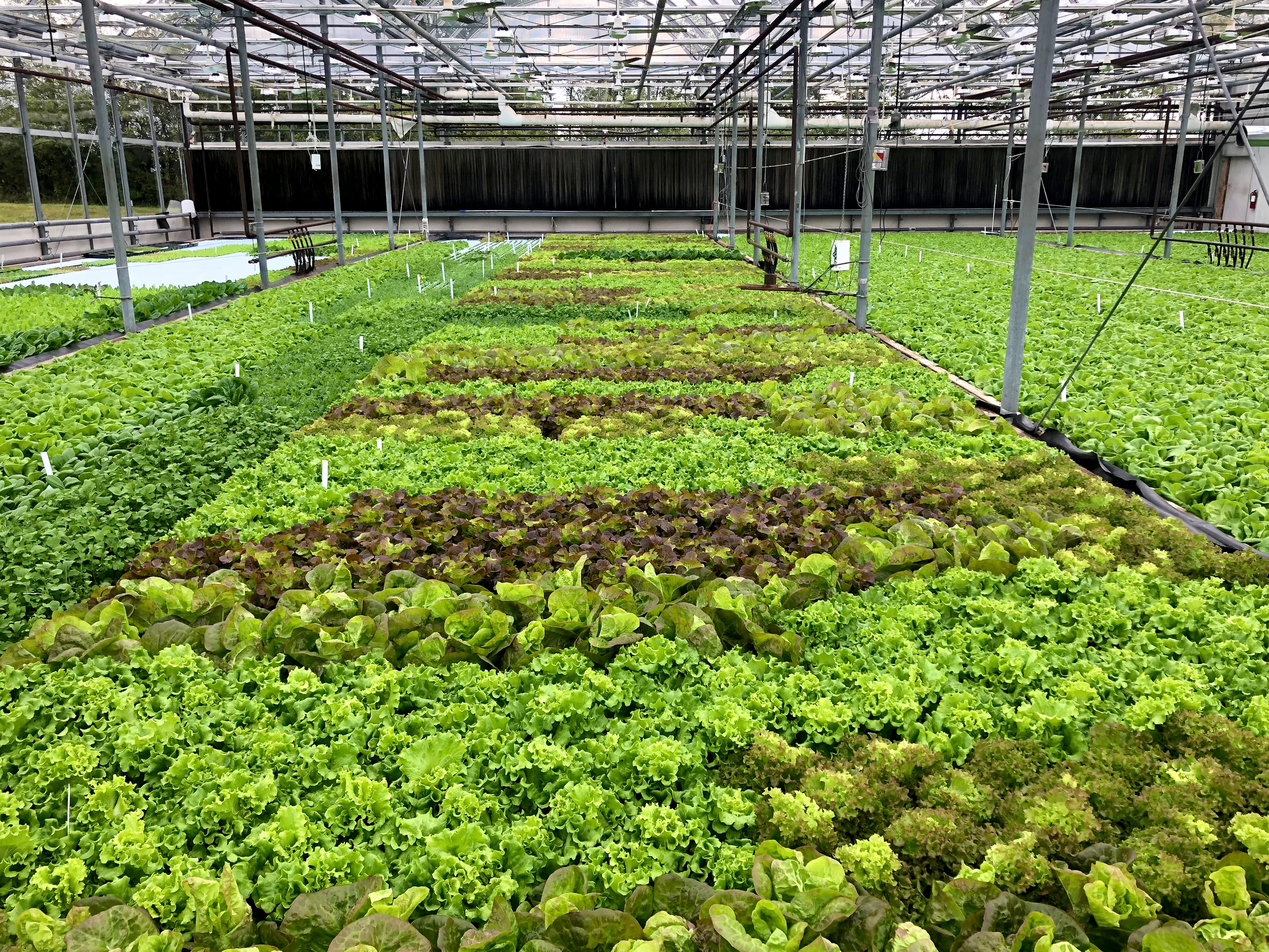 Glass House Farms greenhouse exterior