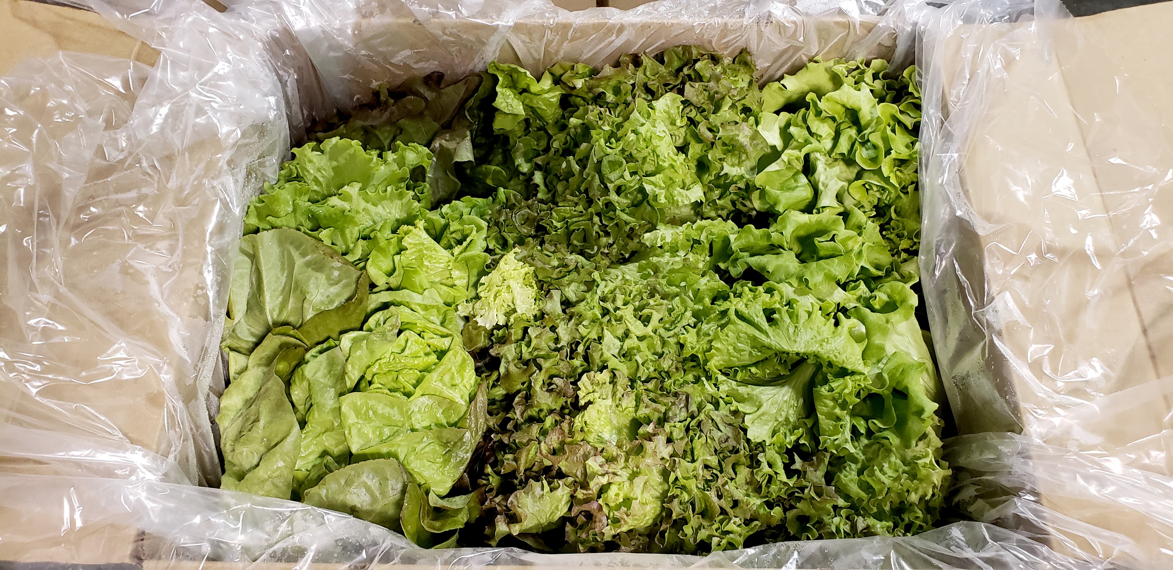 Ithaca College partners with Glass House Farms